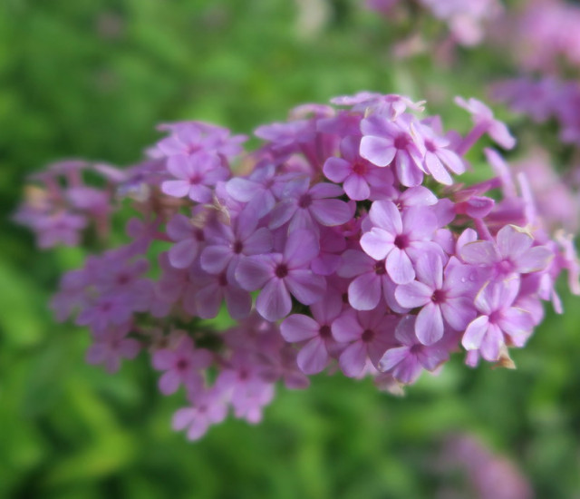Phlox paniculata 'Jeana' avatar