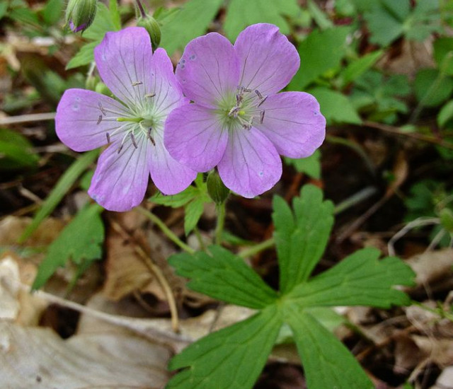 Geranium maculatum avatar