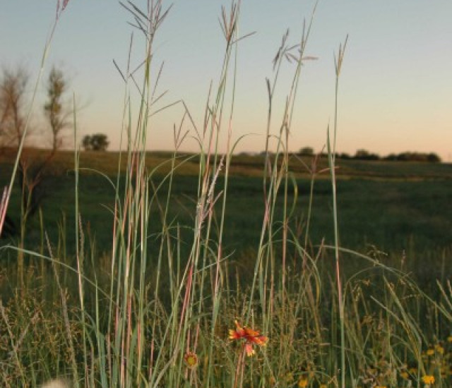 Andropogon gerardii avatar