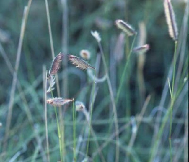 Bouteloua gracilis avatar