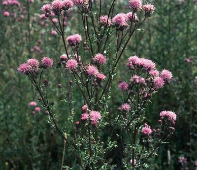 Cirsium arvense avatar