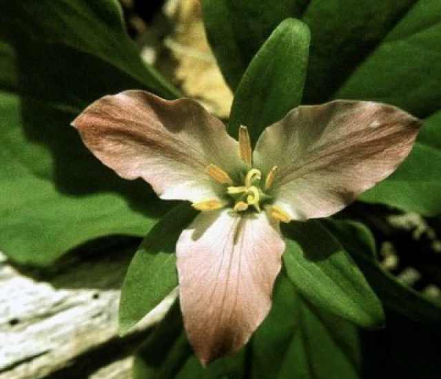 Trillium ovatum avatar