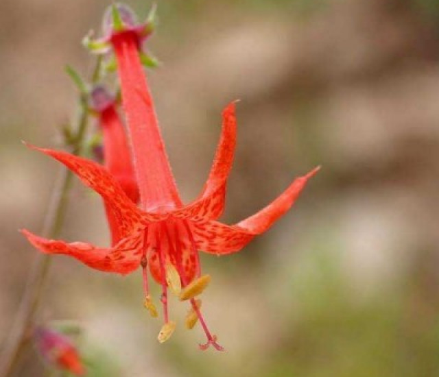 Ipomopsis aggregata avatar