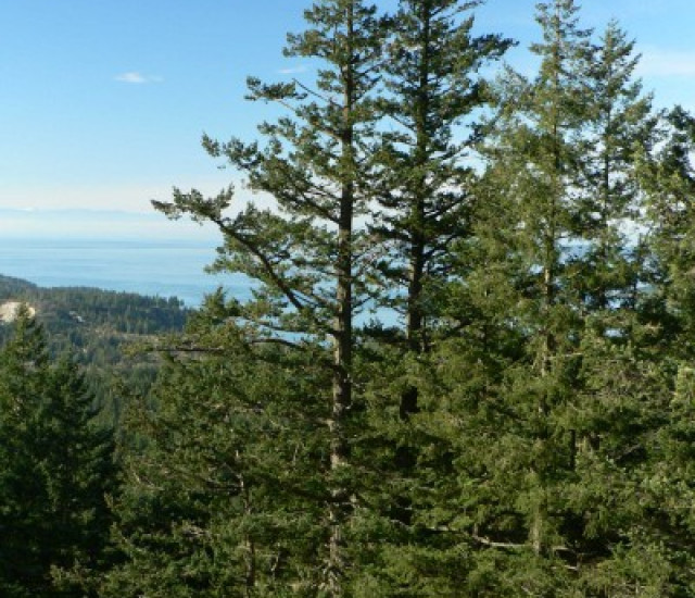 Pseudotsuga menziesii avatar