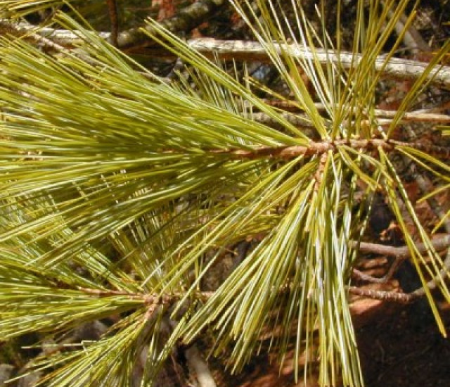 Pinus strobus avatar