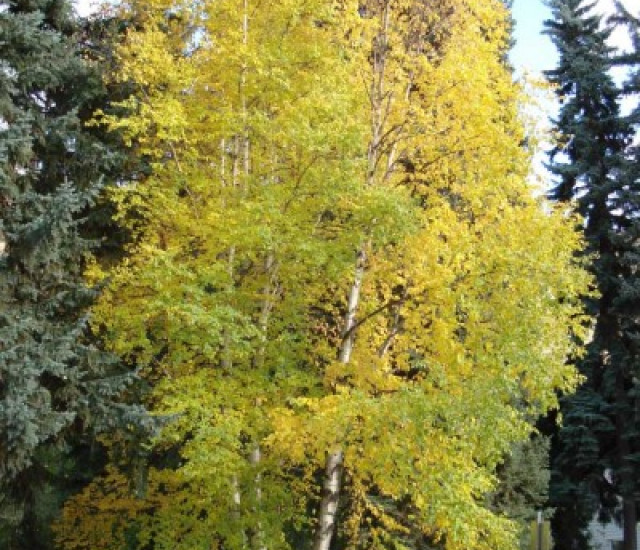 Betula papyrifera avatar