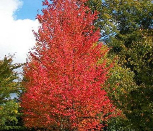 Acer rubrum avatar