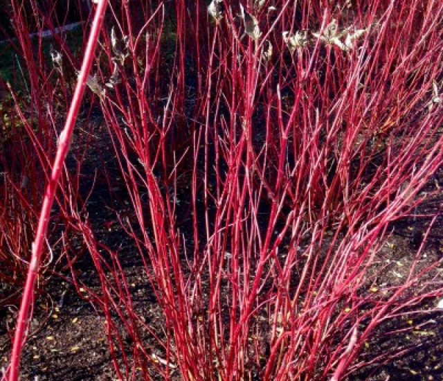 Cornus sericea avatar