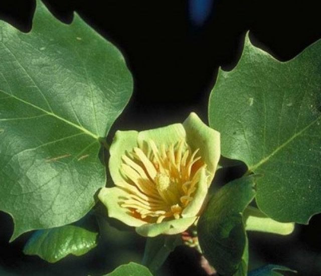 Liriodendron tulipifera avatar