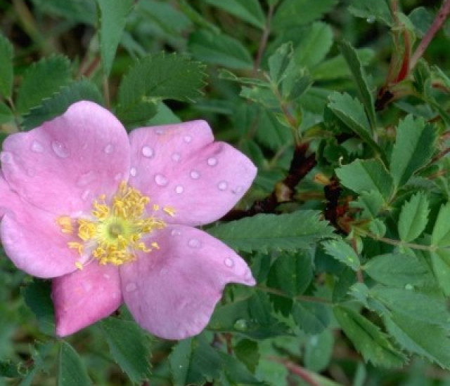 Rosa woodsii avatar