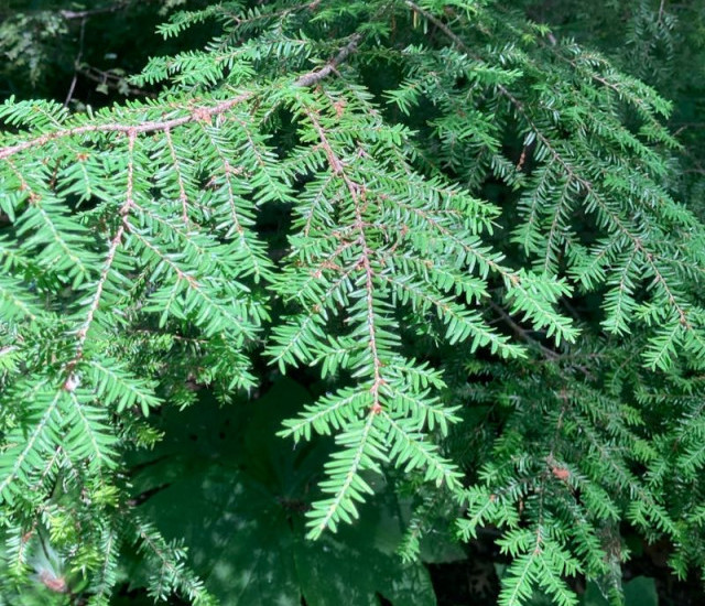 Tsuga canadensis avatar