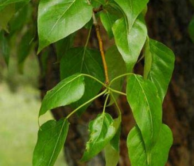 Populus balsamifera avatar