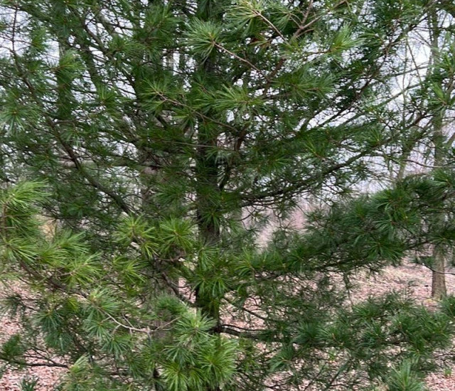 Pinus cembra avatar