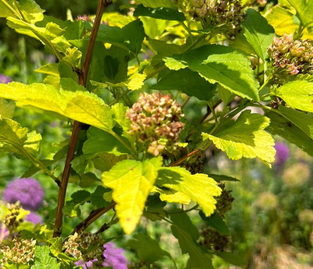 Physocarpus opulifolius avatar