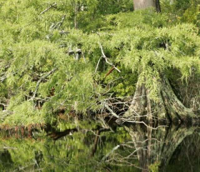 Taxodium distichum avatar