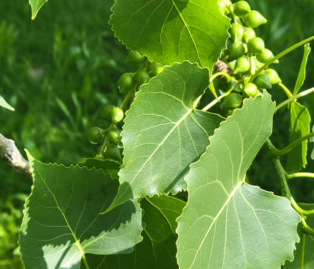 Populus deltoides avatar
