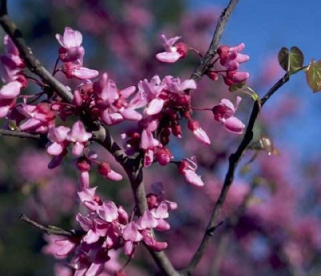 Cercis canadensis avatar