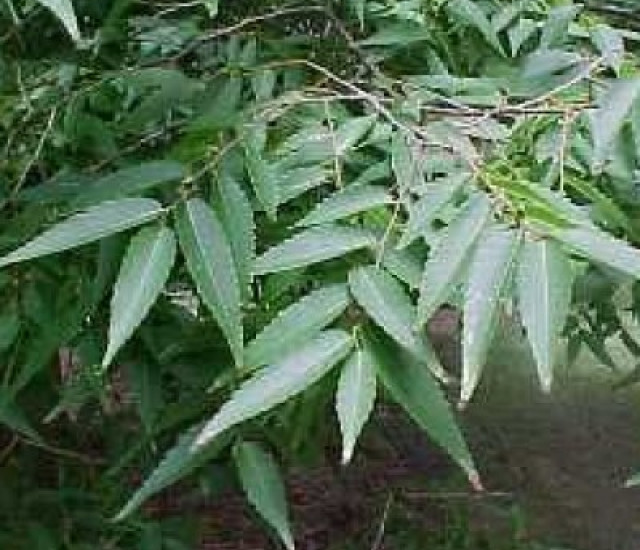 Zelkova serrata avatar