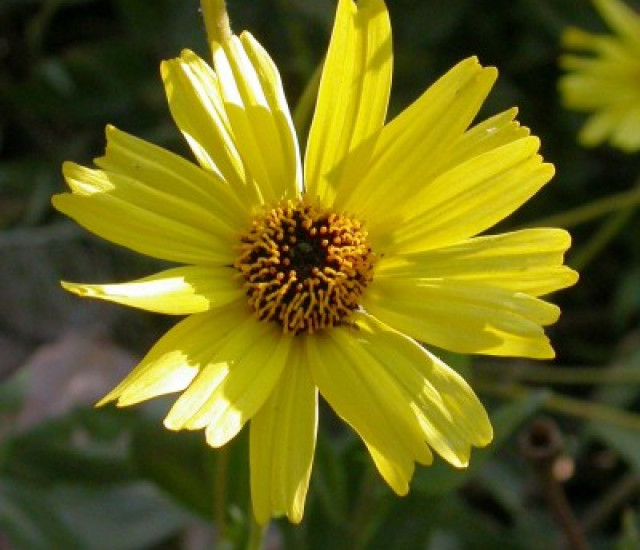 Encelia californica avatar