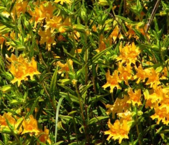 Mimulus aurantiacus avatar