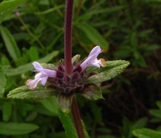 Salvia mellifera avatar