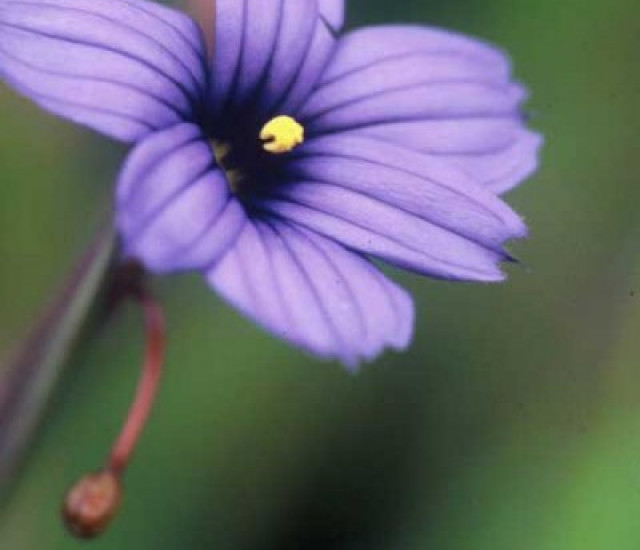 Sisyrinchium bellum avatar