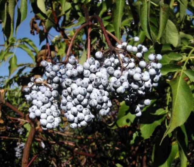 Sambucus mexicana avatar