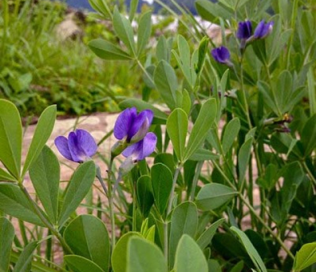 Baptisia australis avatar