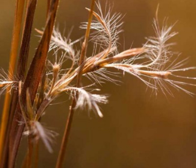Schizachyrium scoparium avatar