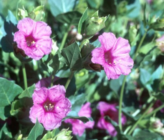 Mirabilis multiflora avatar
