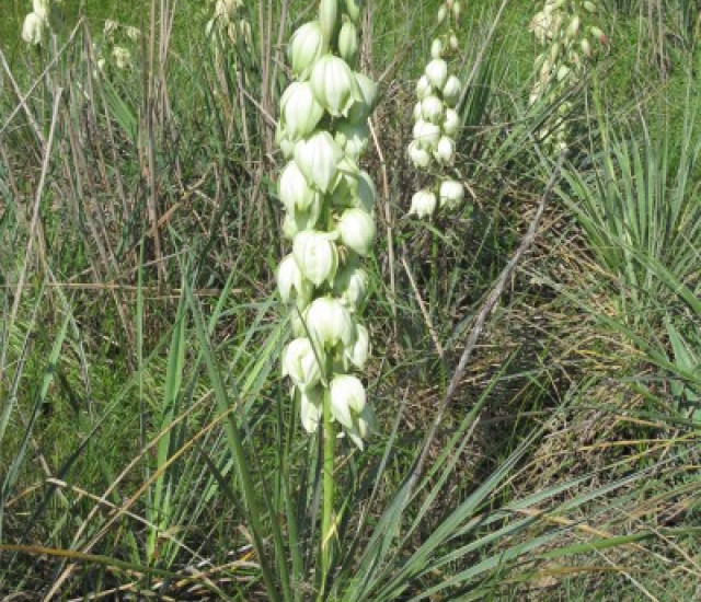 Yucca glauca avatar