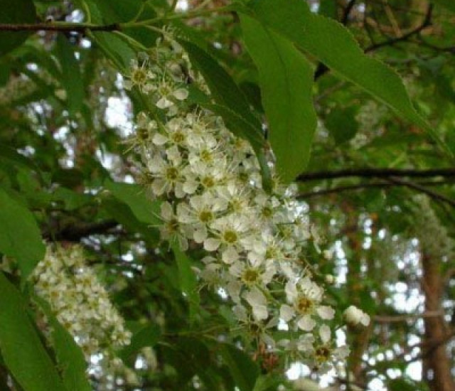 Prunus serotina avatar
