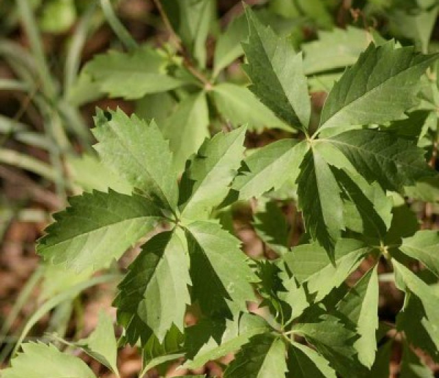 Parthenocissus quinquefolia avatar