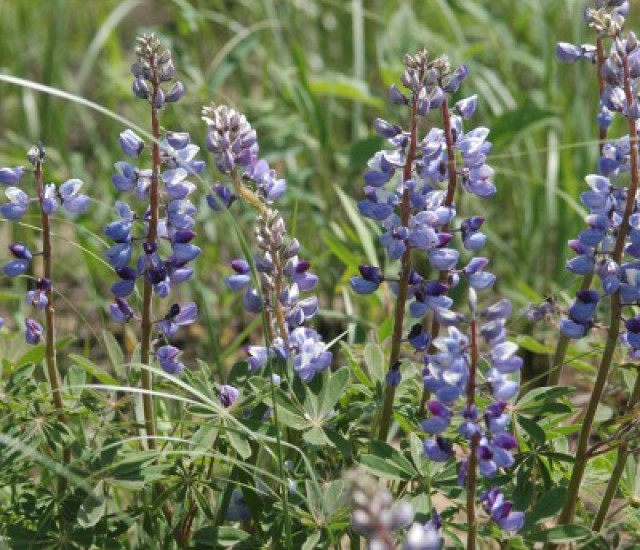 Lupinus perennis avatar