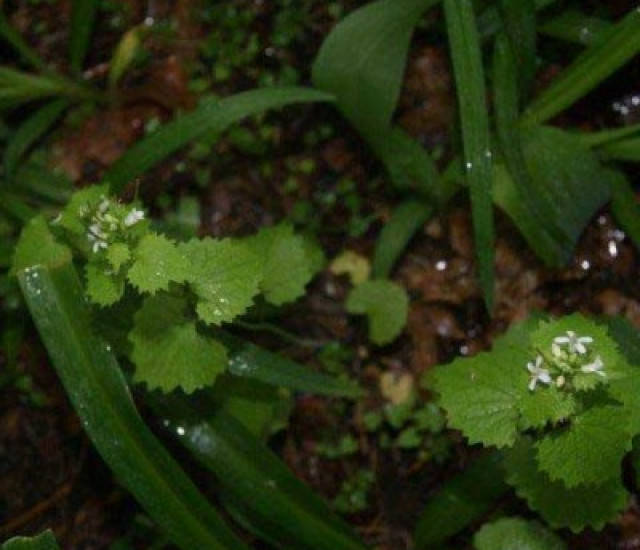 Alliaria petiolata avatar