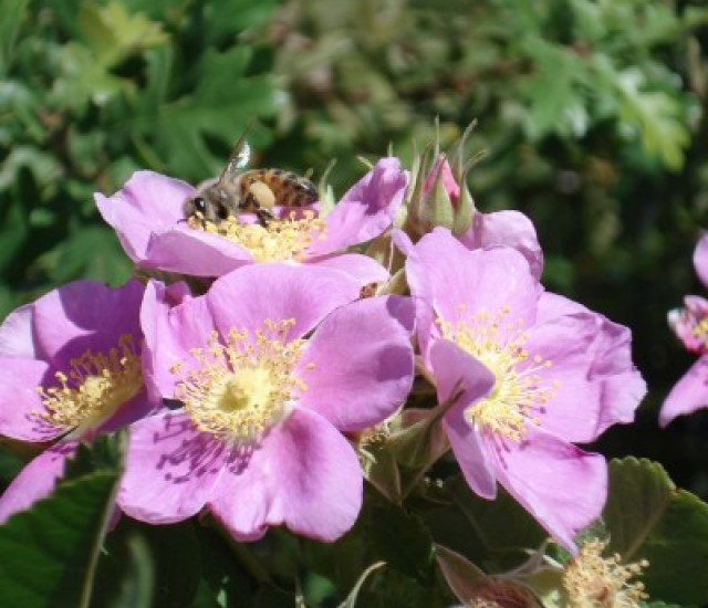 Rosa californica avatar