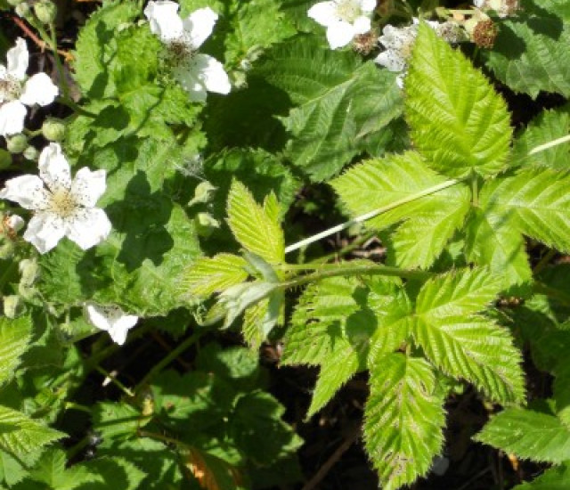Rubus ursinus avatar