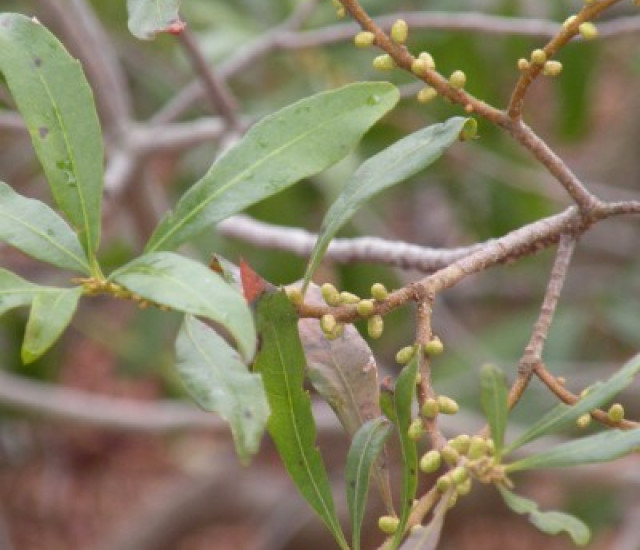 Morella cerifera avatar
