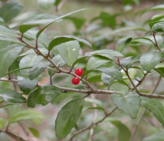 Ilex vomitoria avatar