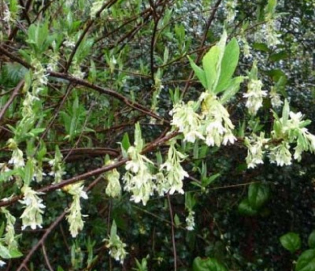 Oemleria cerasiformis avatar