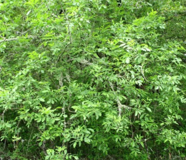 Fraxinus latifolia avatar