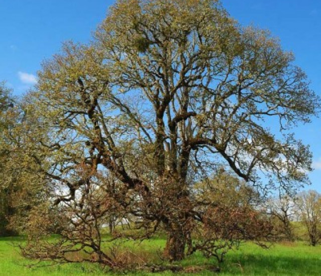 Quercus garryana avatar