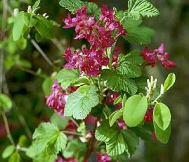 Ribes sanguineum avatar