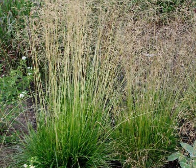 Deschampsia cespitosa avatar