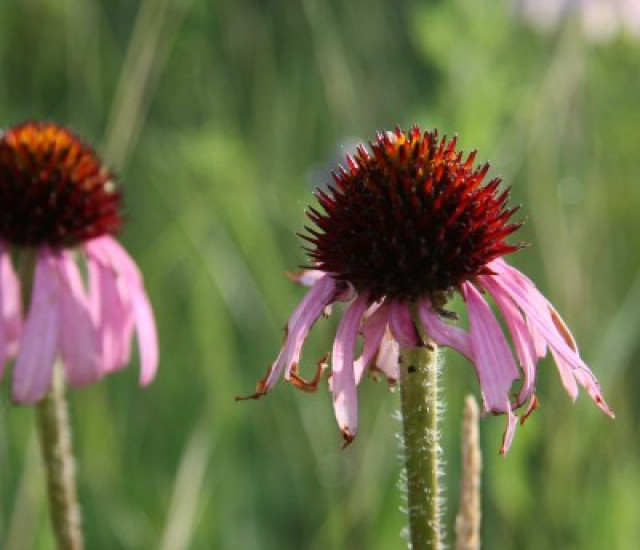 Echinacea angustifolia avatar