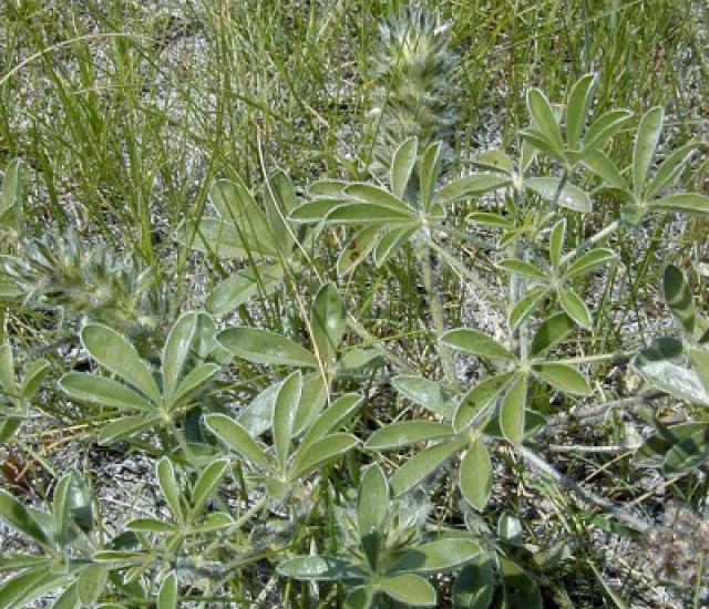 Pediomelum esculentum avatar