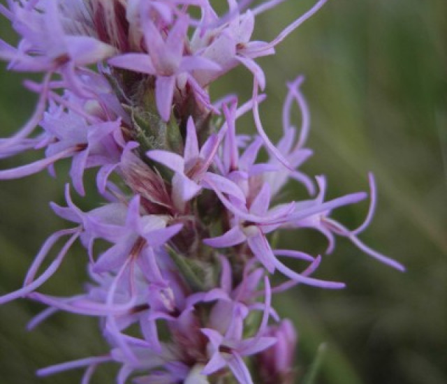 Liatris punctata avatar
