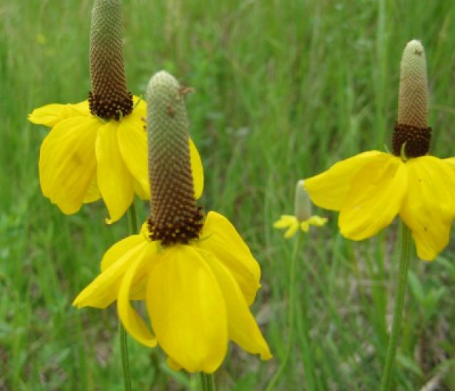Ratibida columnifera avatar