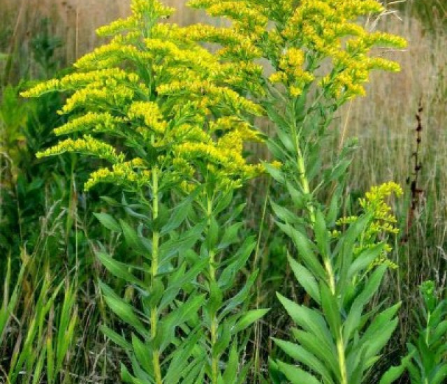 Solidago canadensis avatar