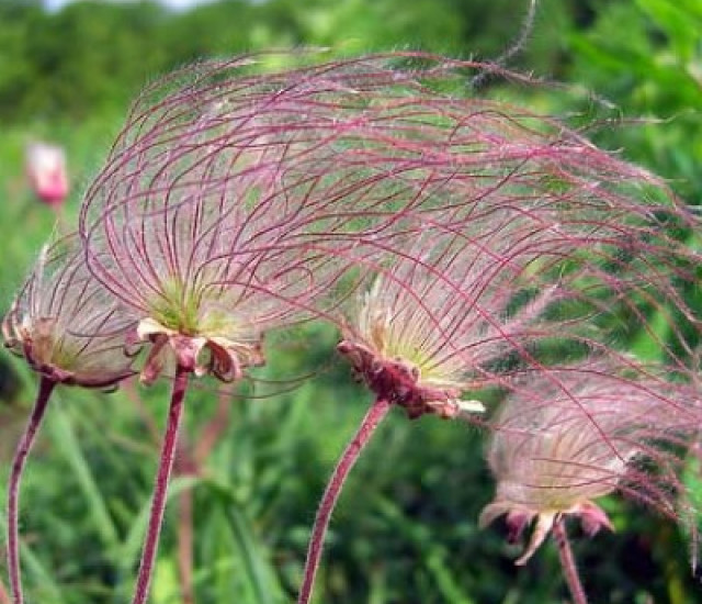 Geum triflorum avatar